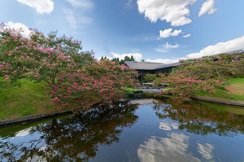 四季の花達　百日紅＠梅小路公園朱雀の庭_f0032011_18475038.jpg