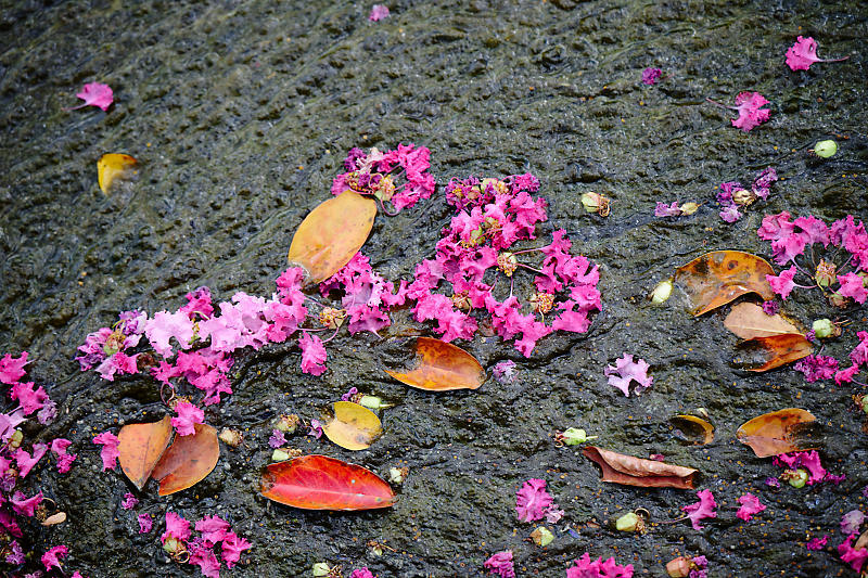 四季の花達　百日紅＠梅小路公園朱雀の庭_f0032011_18475155.jpg