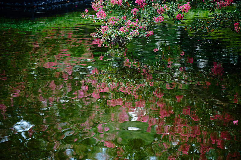 四季の花達　百日紅＠梅小路公園朱雀の庭_f0032011_18475170.jpg