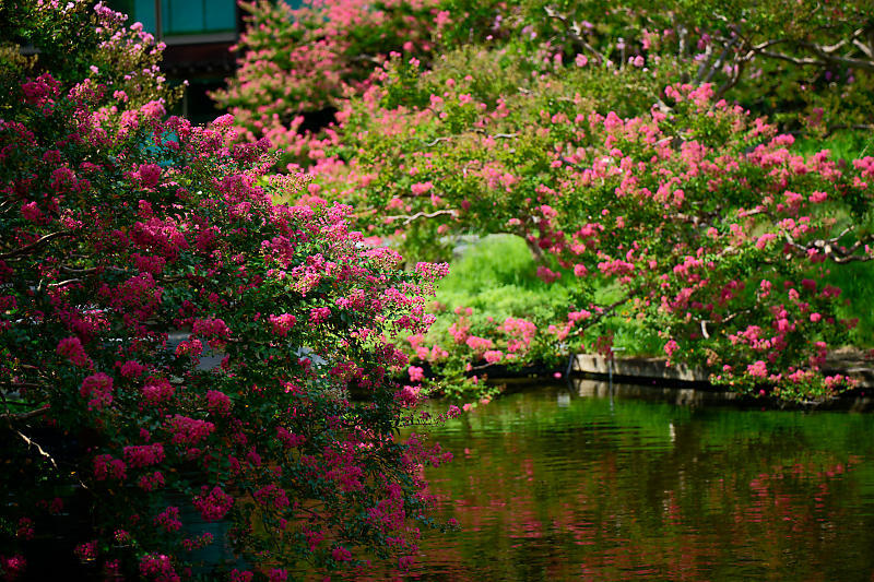 四季の花達　百日紅＠梅小路公園朱雀の庭_f0032011_18475213.jpg