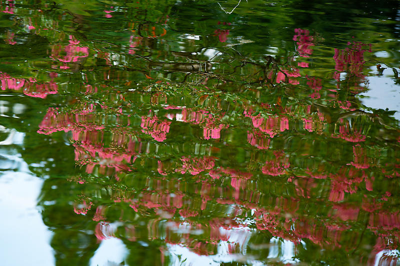 四季の花達　百日紅＠梅小路公園朱雀の庭_f0032011_18475219.jpg