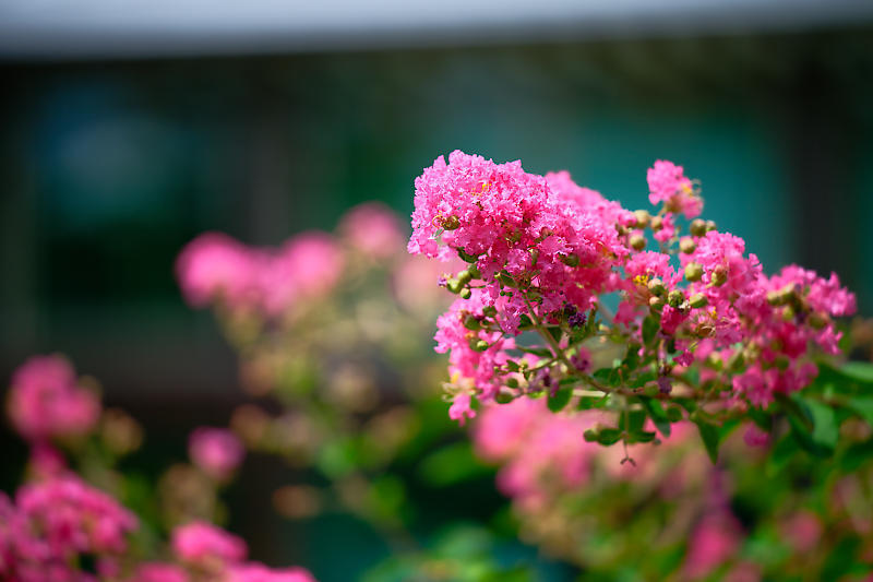 四季の花達　百日紅＠梅小路公園朱雀の庭_f0032011_18490019.jpg