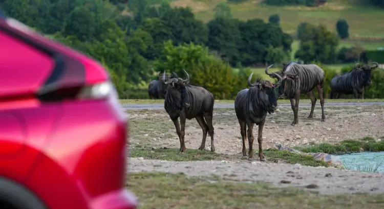 Carnet de route : la Côte fleurie en Mitsubishi Eclipse Cross PHEV - Carnet de route : la Côte fleurie en Mitsubishi Eclipse Cross PHEV