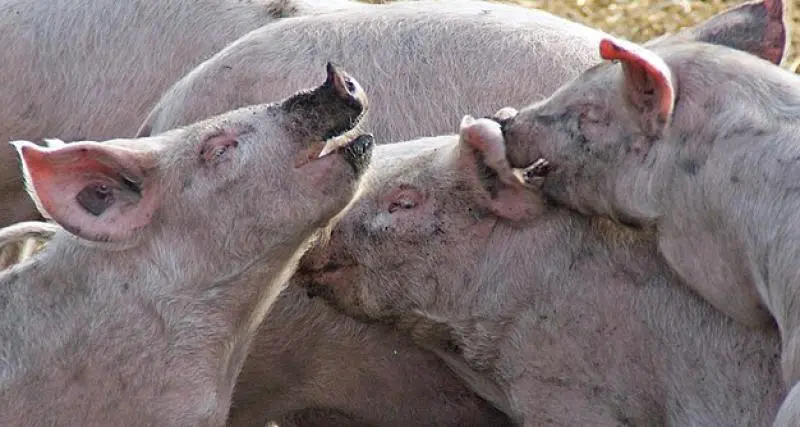  - Un camion se renverse sur l’autoroute avec 160 porcs à son bord 