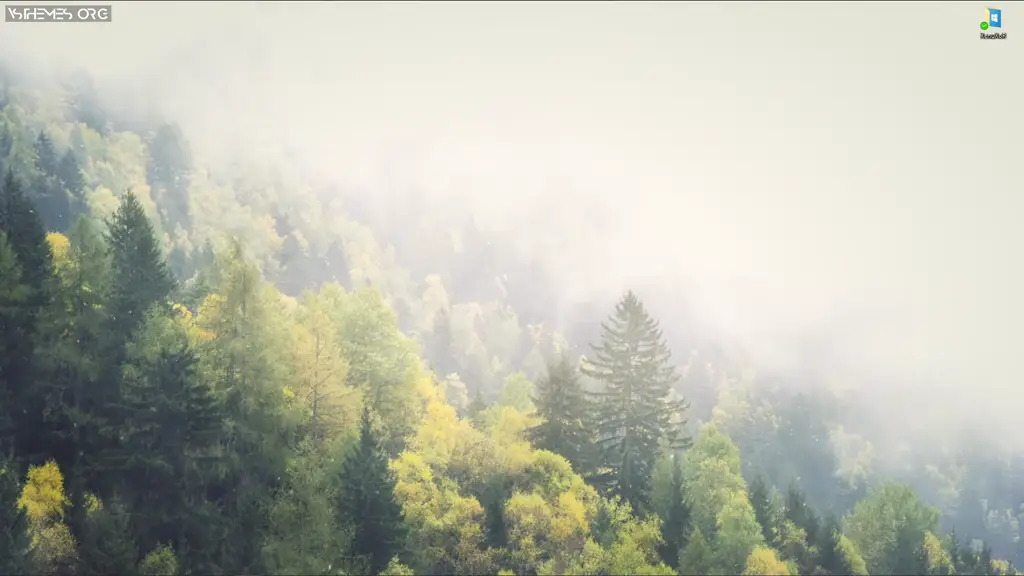 Video demonstration: Live wallpaper «Misty Winter Forest»