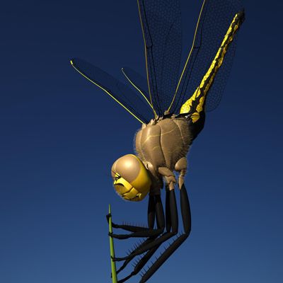 Libelle 3d model