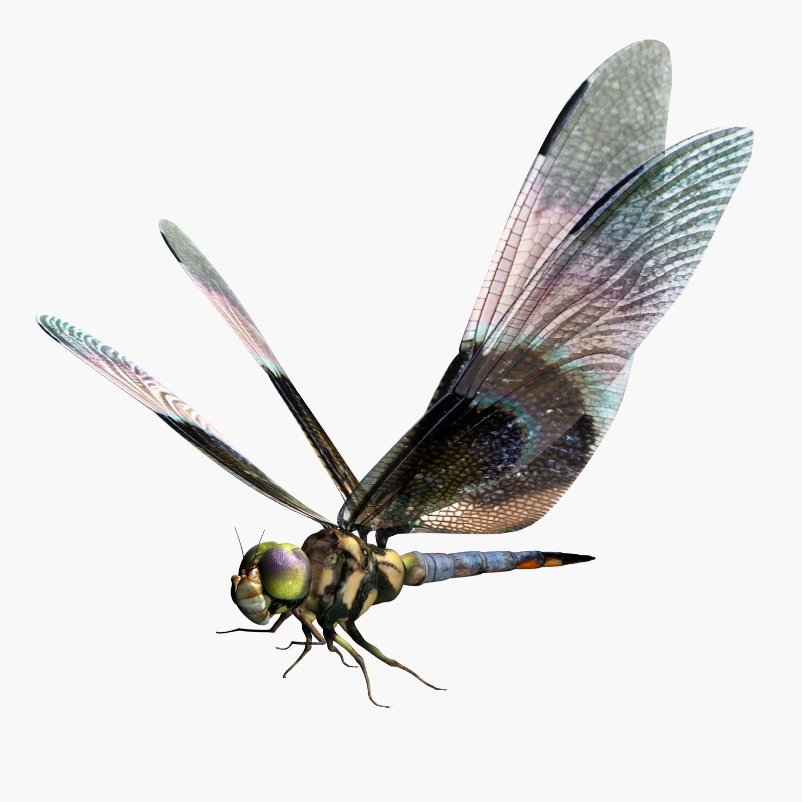 Dragonfly 3d model