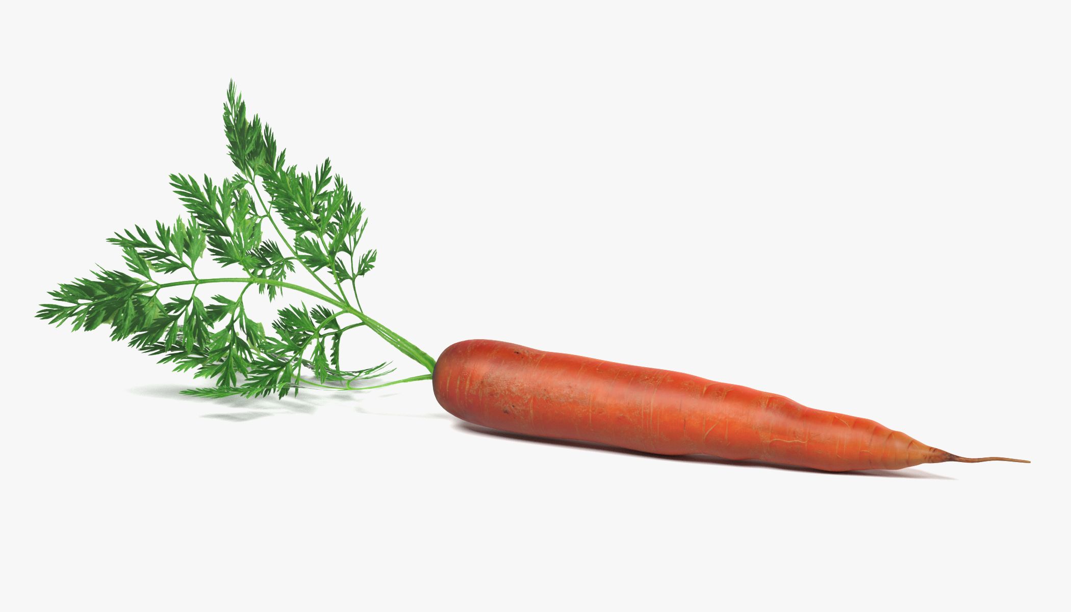 Carrot 3d model