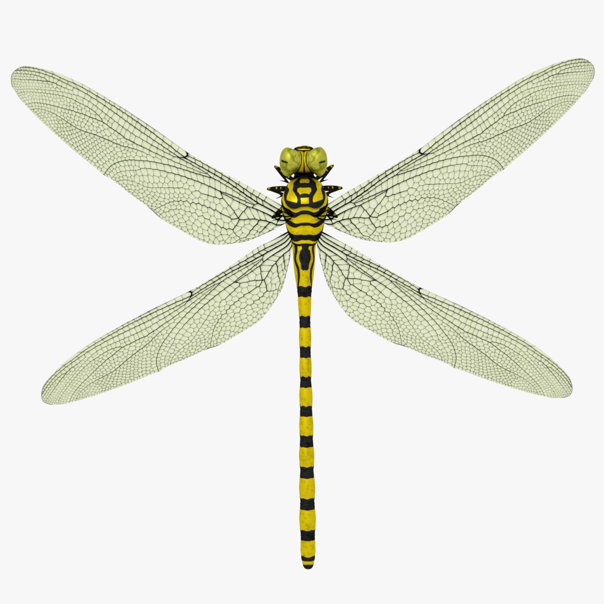 Dragonfly 3d model