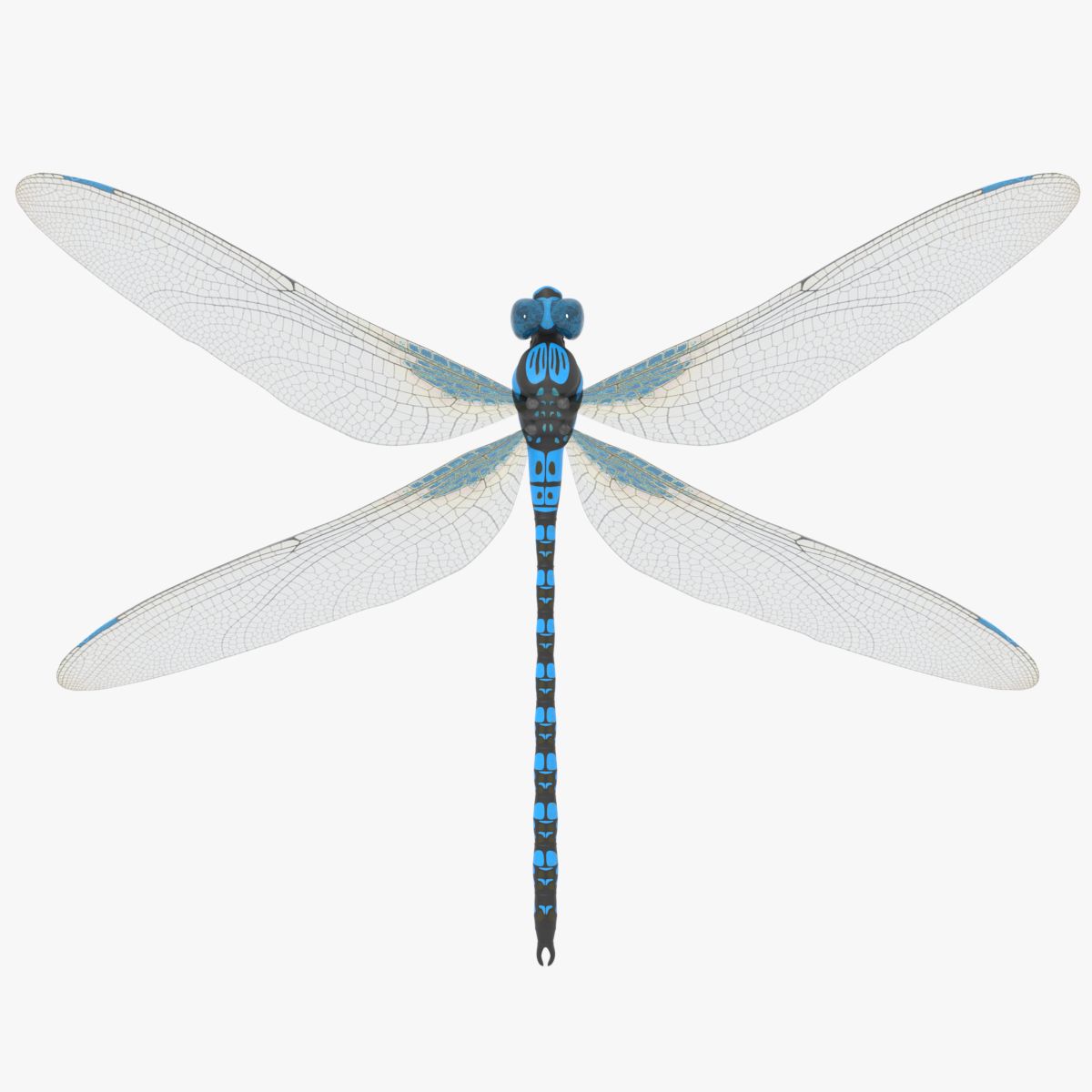 Dragonfly 3d model