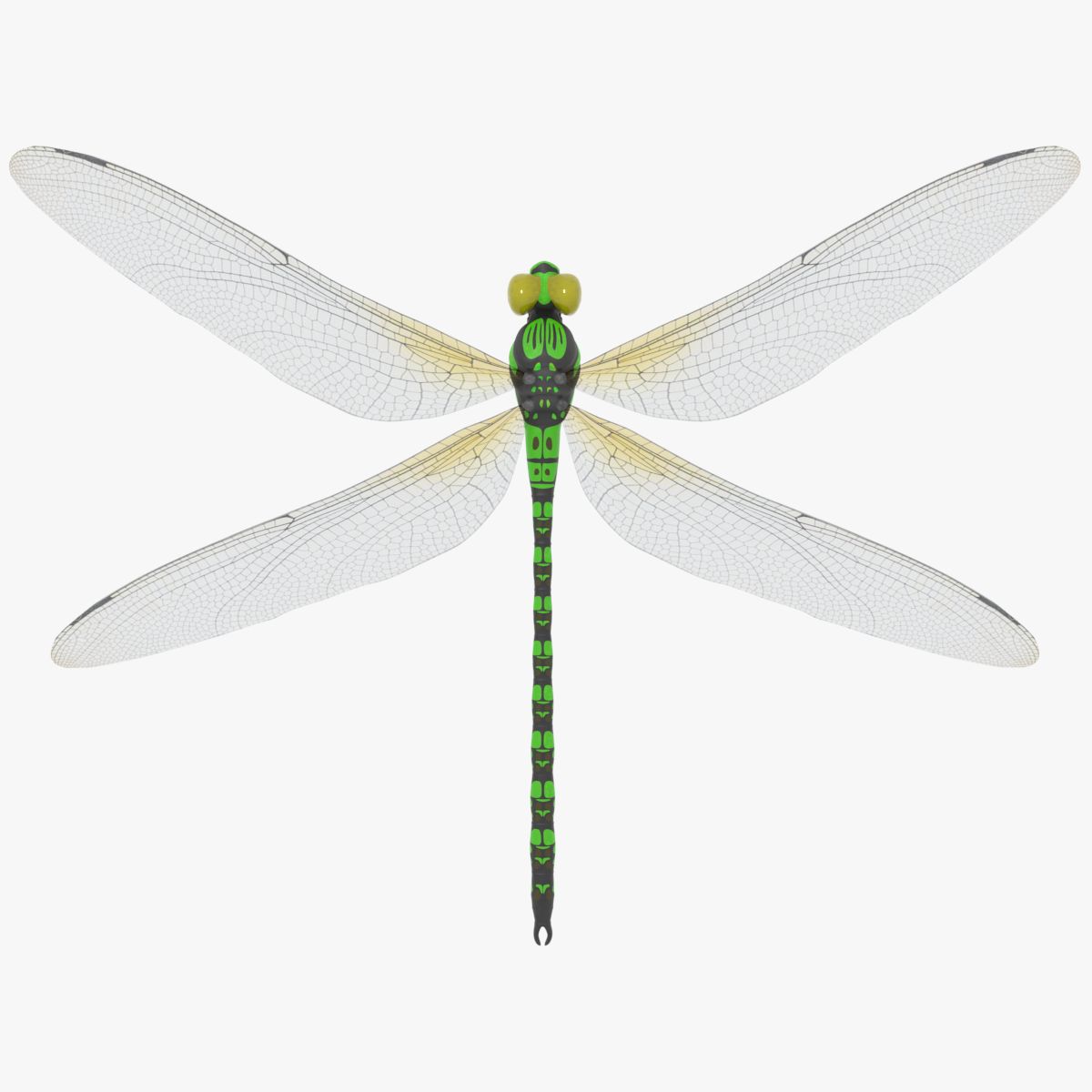 Dragonfly 3d model