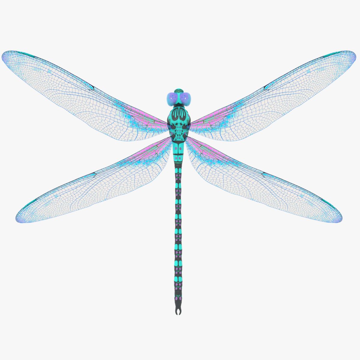 Dragonfly 3d model