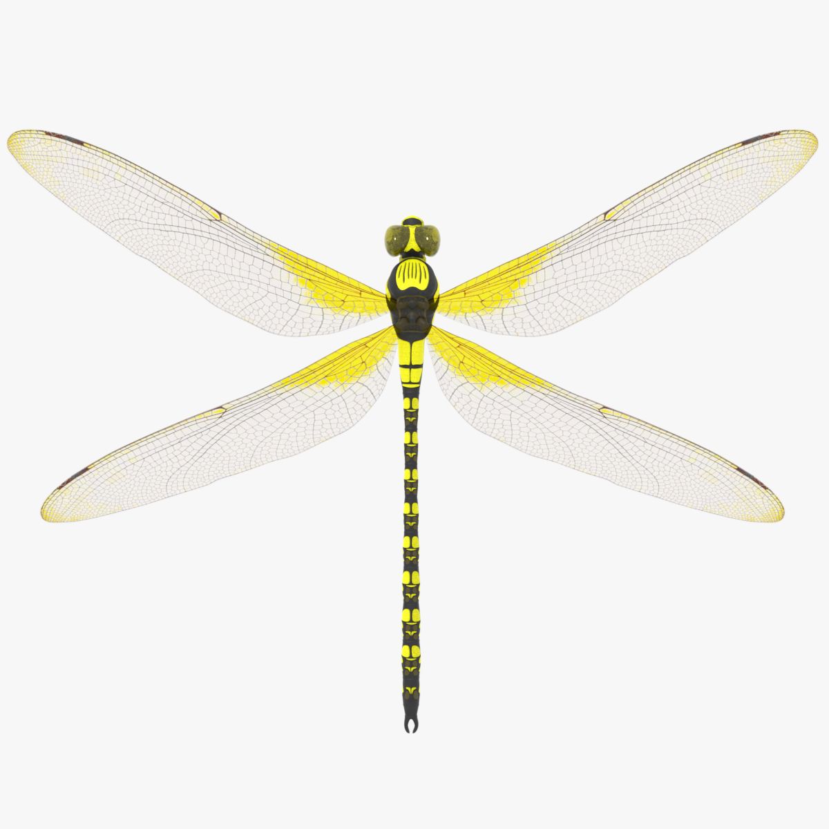 Dragonfly 3d model