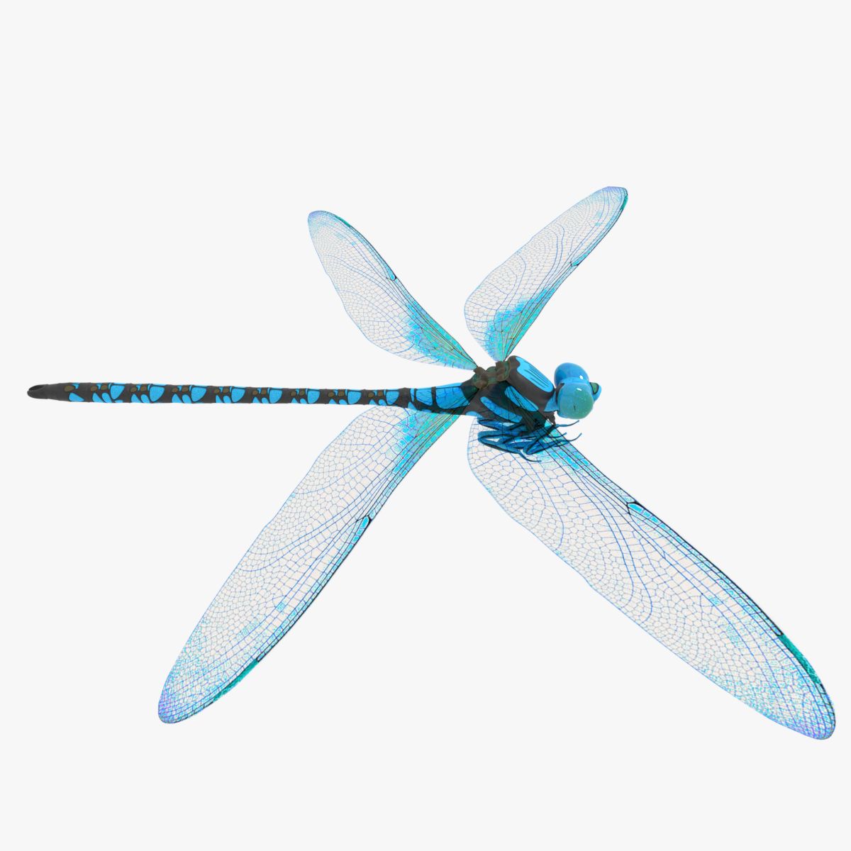 Dragonfly 3d model