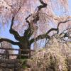 Billig leiebil i Hirosaki