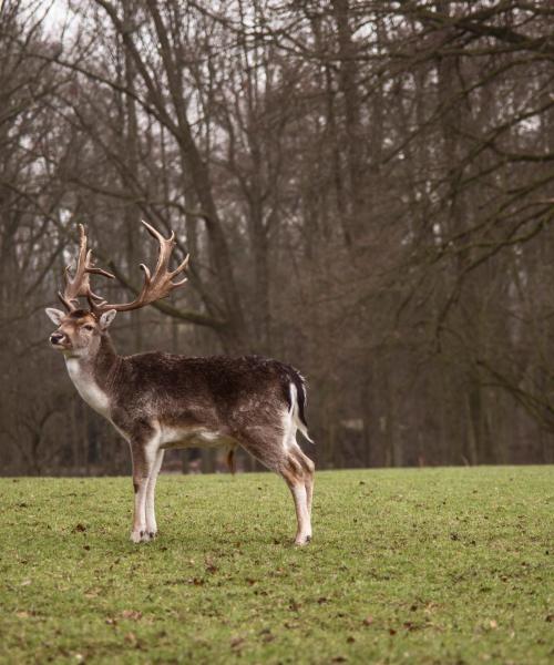 Uno de los lugares de interés más visitados de Düsseldorf.