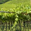 Murang car rental sa Alto Adige Wine Route