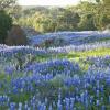 Ódýr bílaleiga á svæðinu Texas Hill Country