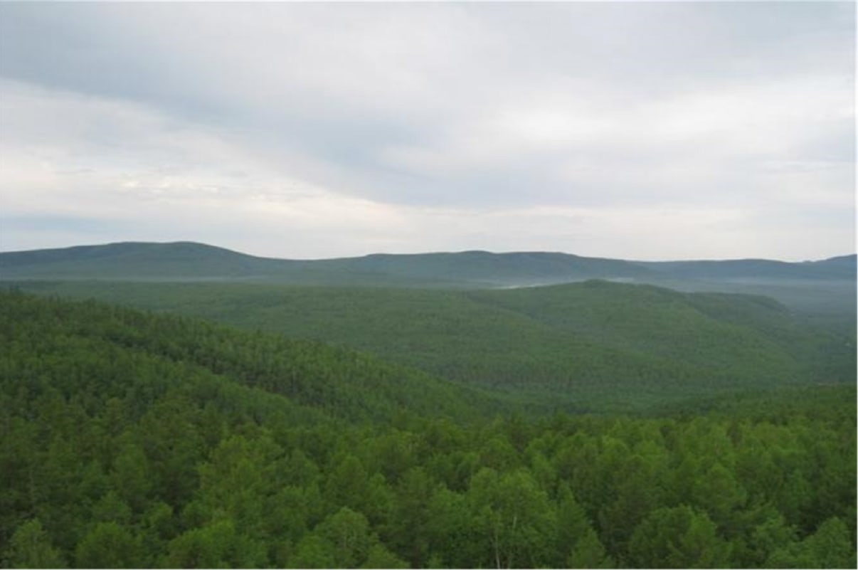 forêt de mongolie