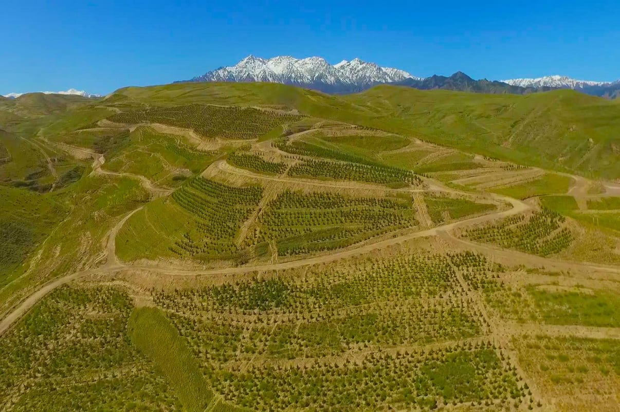 boisement de la ville de zhangye avec des espèces d’arbres endémiques