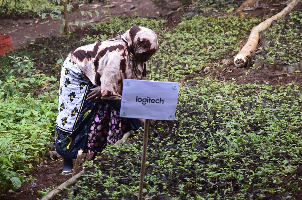 a person planting tree