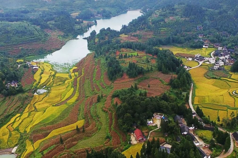 Vista di colline con piccoli alberi ampiamente piantati