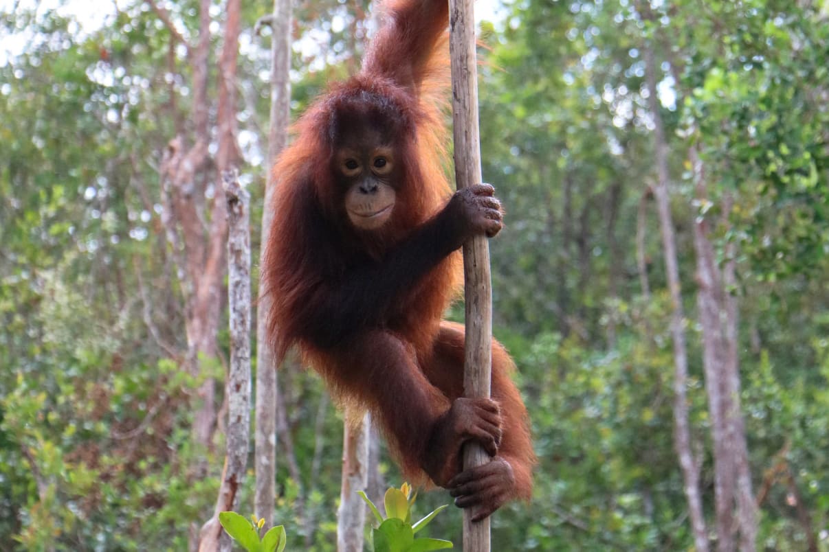 orangutan