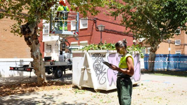 Operarios del Ayuntamiento de Sevilla revisan los árboles en parques infantiles y zonas concurridas.