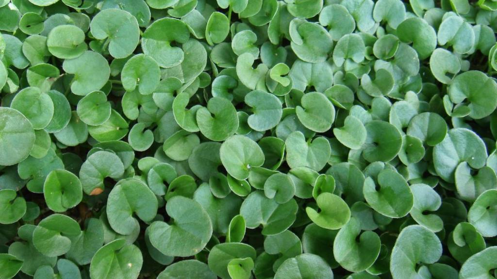 Dichondra repens.