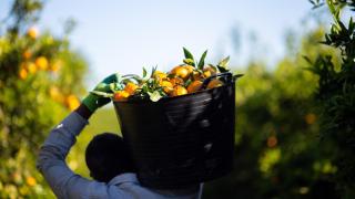 Una empresa de Córdoba contra el rey de Marruecos por unas mandarinas: así es la gran batalla de patentes agro