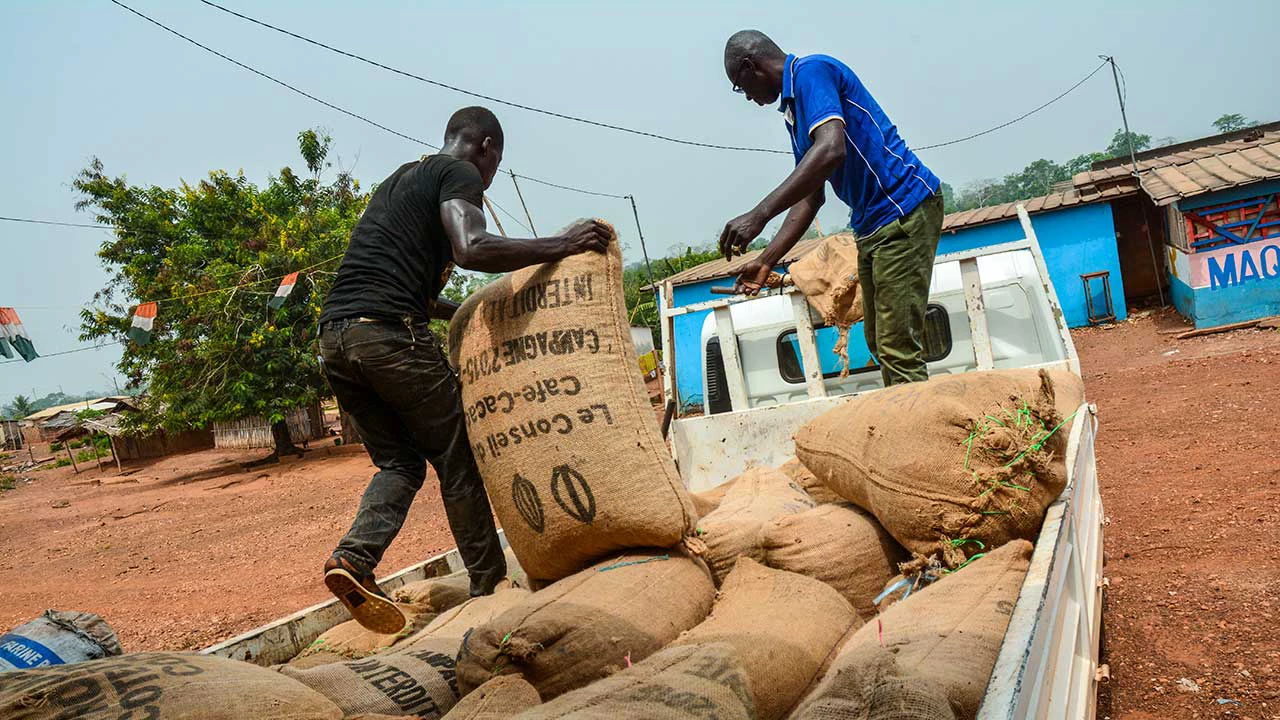 Cocoa farmers benefit from new trucks to transport their beans to markets.