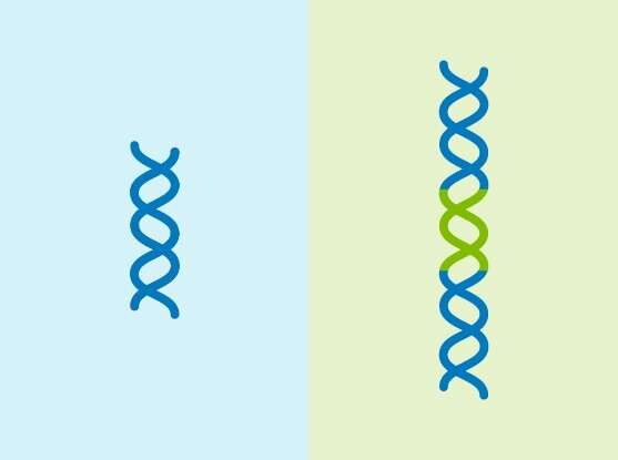 New prime editing system inserts entire genes in human cells