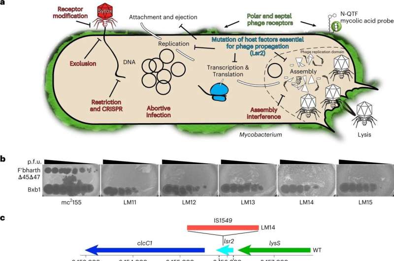 Lab shows phage attacks in new light