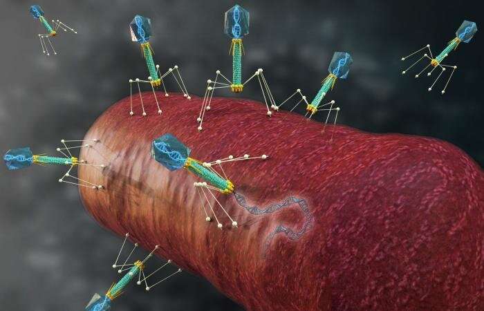 Research team proves bacteria-killing viruses deploy genetic code-switching to deceive hosts