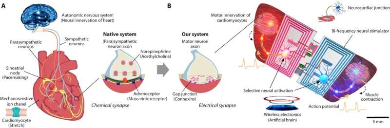 A bioelectronic, neuromuscular swimming robot