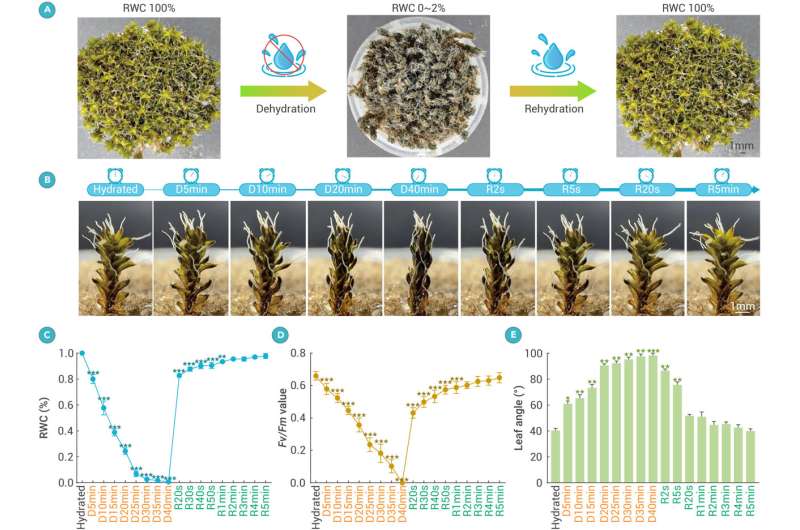 A desert moss that has the potential to grow on Mars