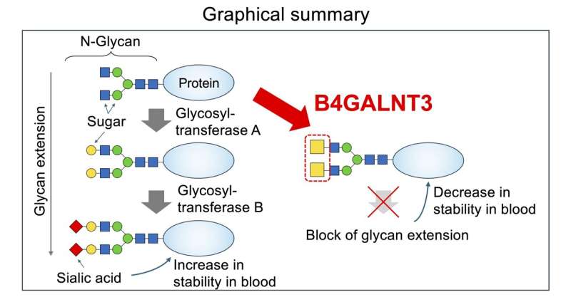 Biologists uncover how key carbohydrate-attachment mechanism malfunctions