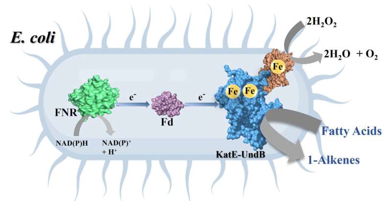 Engineered biocatalyst for making 'drop-in' biofuels