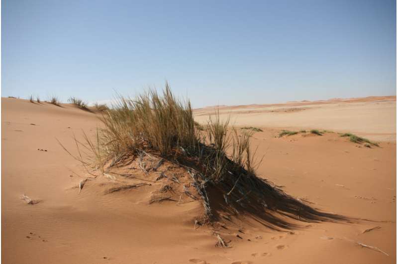 Grasses in the Fog: Plants Support Life in the Desert