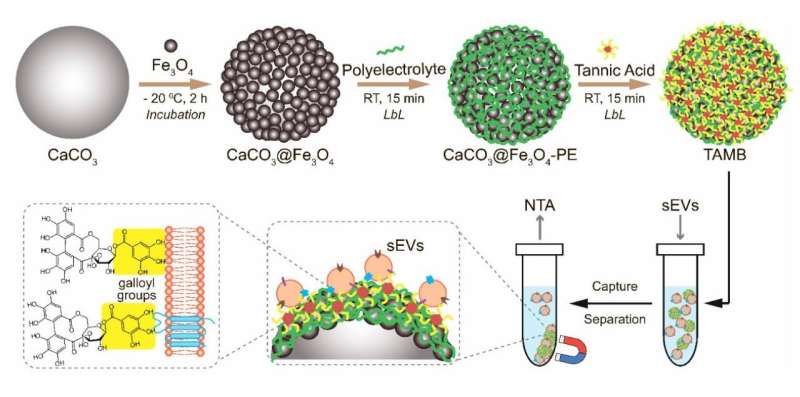 Tannic acid-coated magnetic beads will facilitate early cancer diagnosis