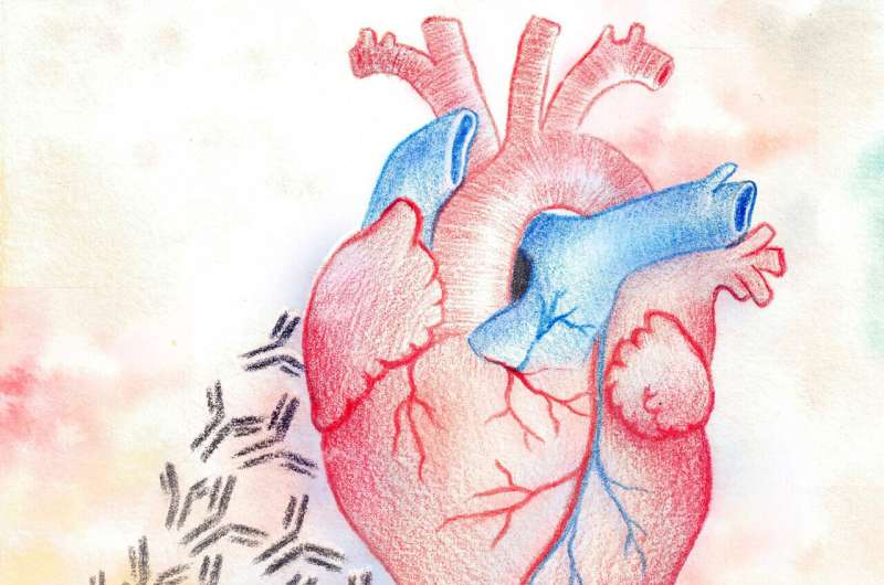 Tiny killers: How autoantibodies attack the heart in lupus patients