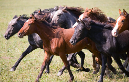 stempede-wild-horsesshutterstock_36968734