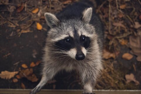 racoon smart animal