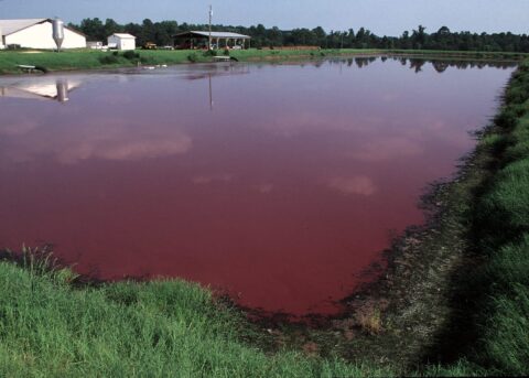 North Carolina manure lagoon