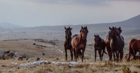 wild horses protection