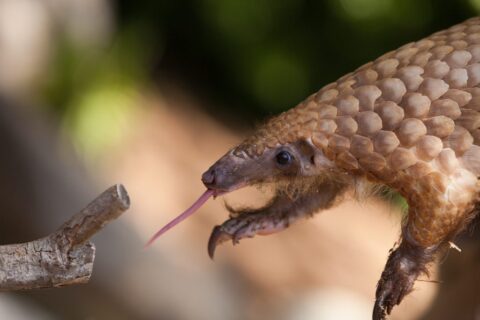 wildlife trafficking pangolin