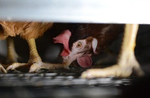 factory farm chicken