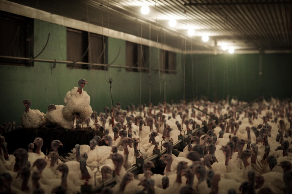 turkey factory farm