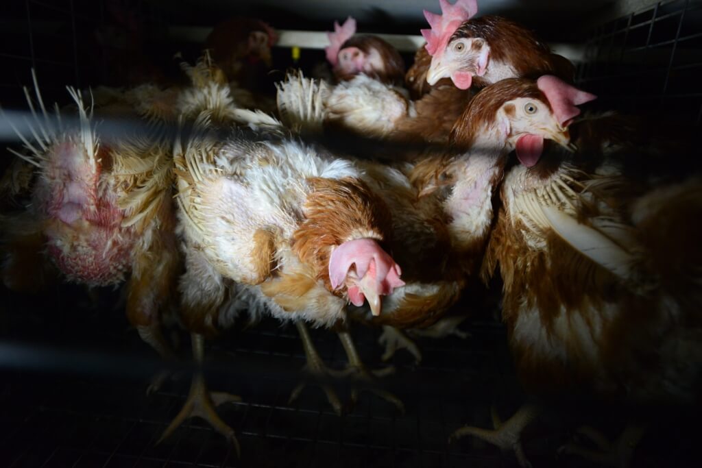 chicken factory farm