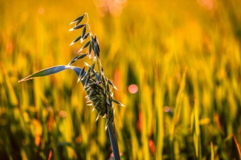 grains wheat plants